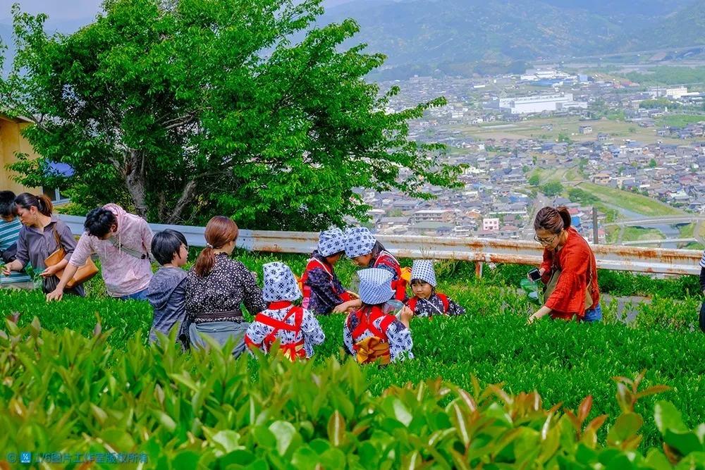日本的茶博物馆,日本茶之都茶道体验