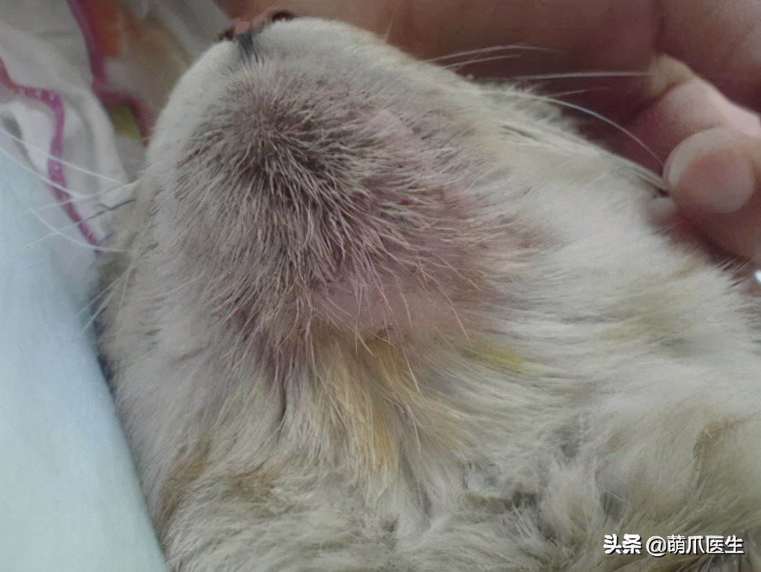 给猫挤黑头，结果挤出5颗“白色米粒”……