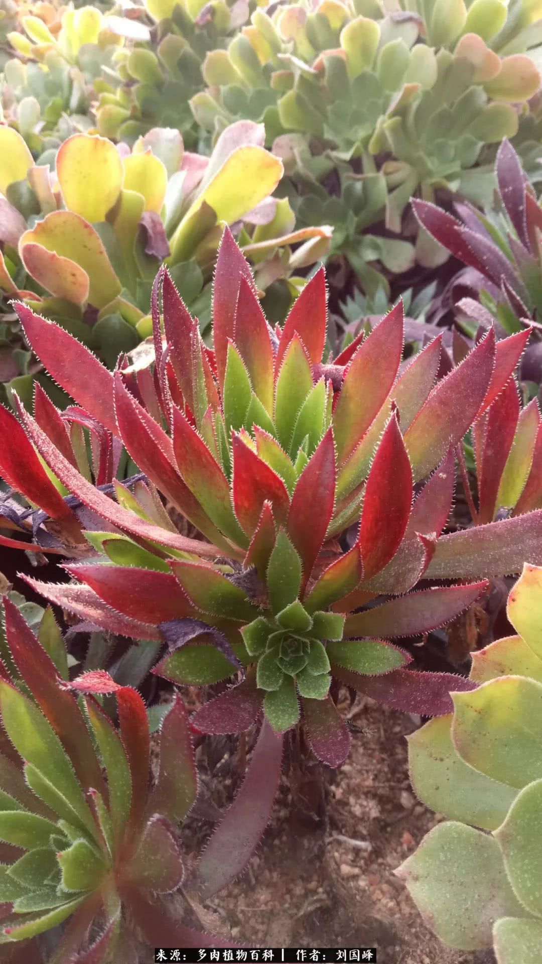 七百元打造的多肉王国，你还缺什么？