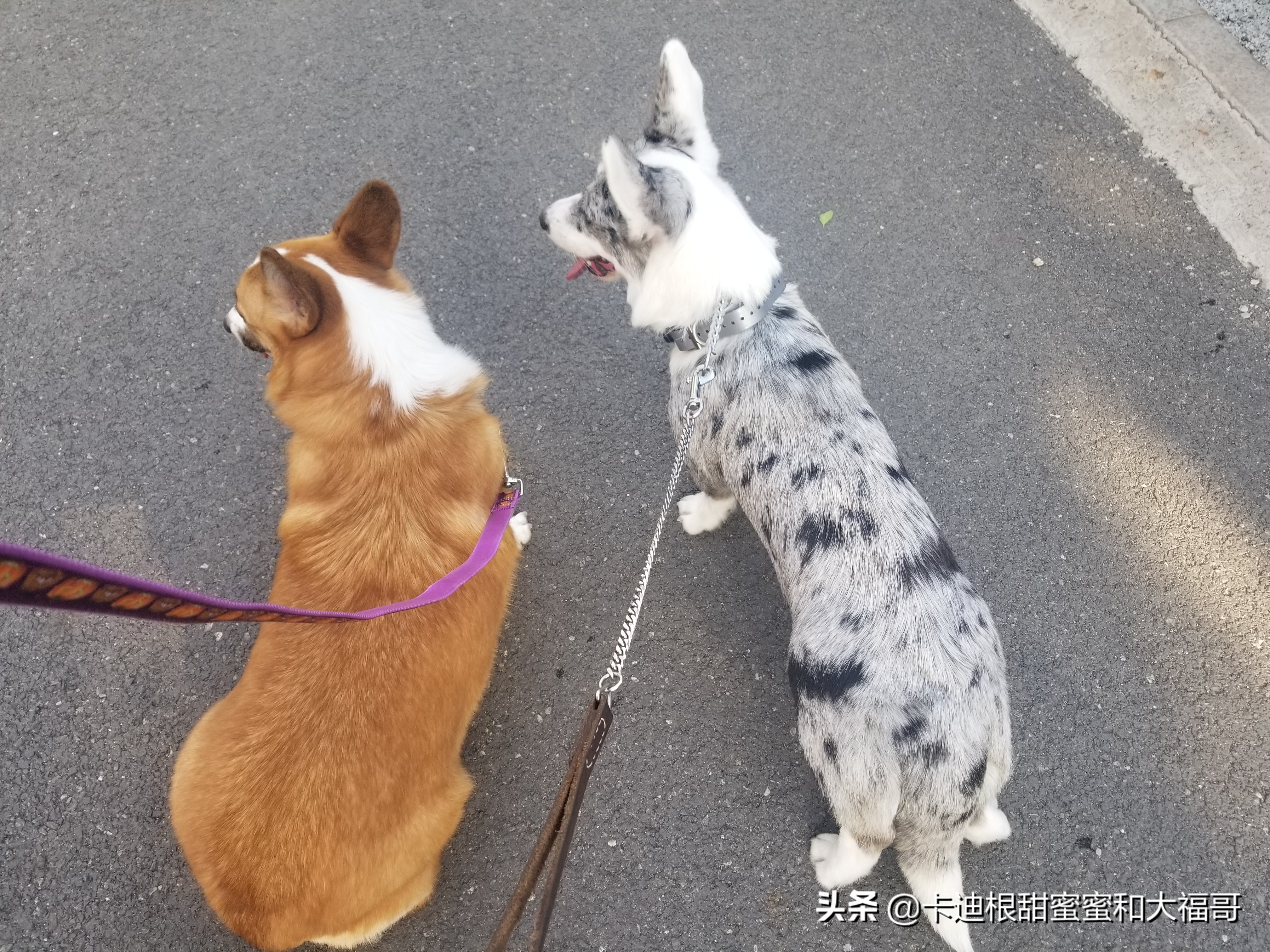 记录卡迪根柯基小甜妞第一次当妈妈：（一）疫情期间配种