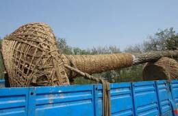 大树移植恢复要几年,大树移植根部的处理