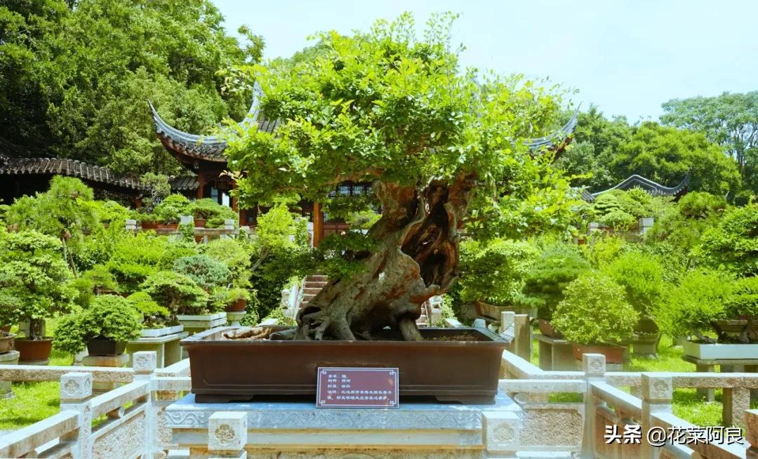 吴王阖闾陵墓上的虎丘,虎丘是吴王谁的墓