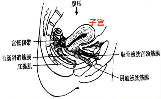 女性的难言之隐子宫脱垂,八十岁老人子宫掉出体外
