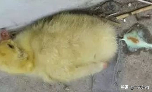 小鹅拉白粪喂什么药?鹅拉白色粪便怎么办?教你一招快速解决