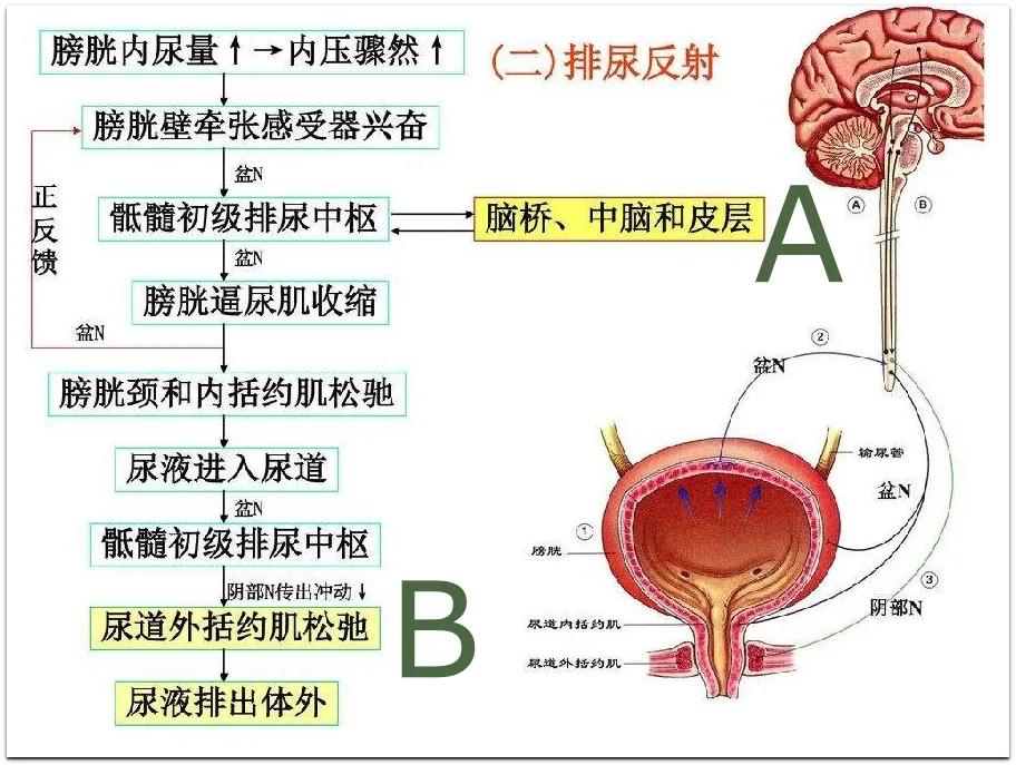 50岁咳嗽漏尿最好的办法是怎么治,老人咳嗽漏尿是什么原因怎么治疗