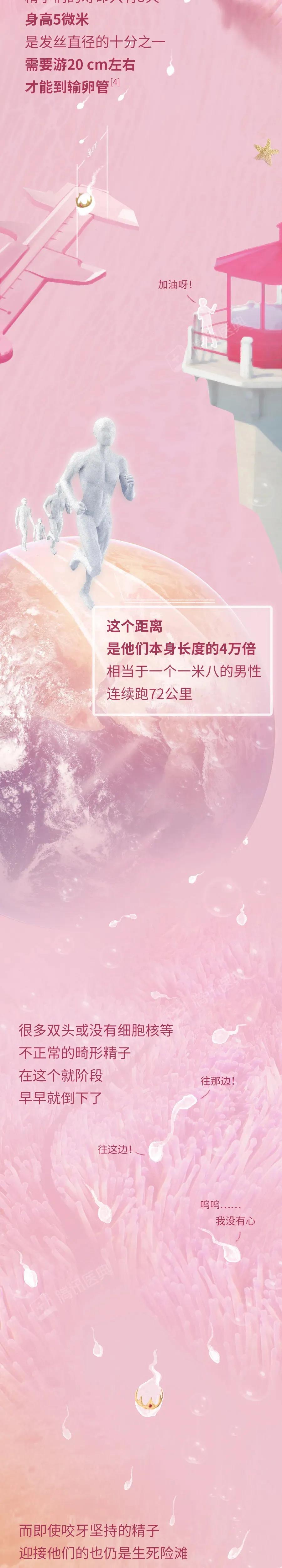 精子和卵子萌发生命的过程,精子与卵子结合孕育生命全过程