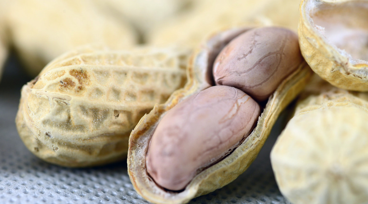 花生霉变能吃吗,霉变的花生做肥料怎么处理