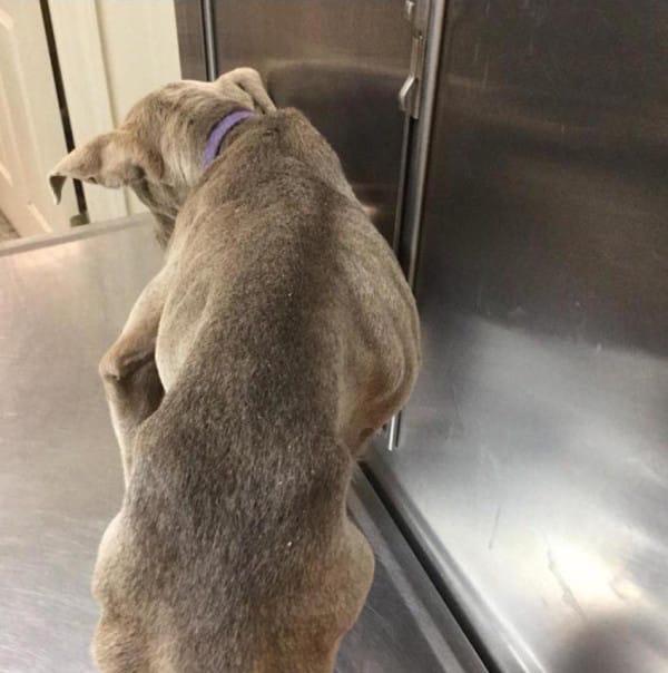 超暖阿拉斯加安慰拥抱主人,暖心宠物安慰主人视频