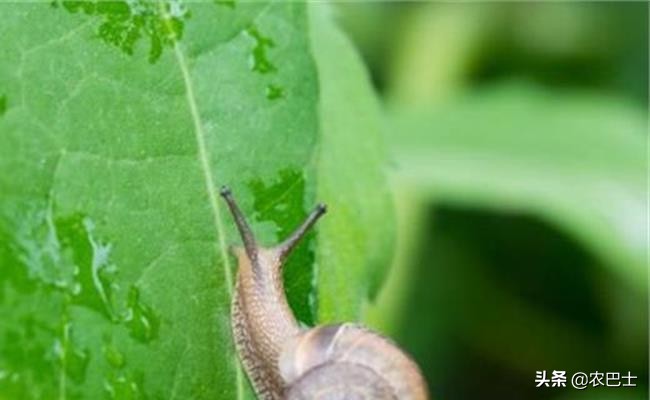 蜗牛里面有没有26000颗牙齿,蜗牛有26000颗牙齿