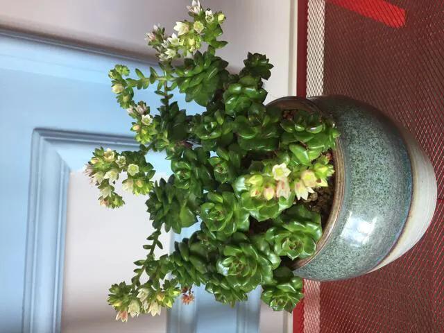 蒂亚多肉适不适合阳台,花卉市场的月季怎么样