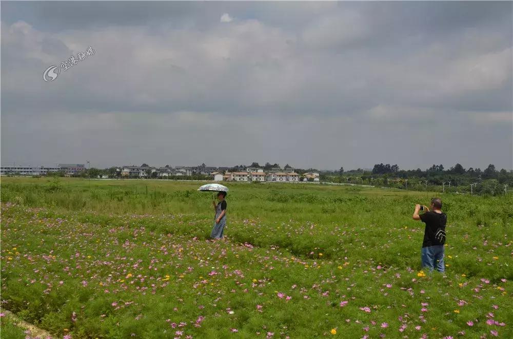 双流哪里可以赏花看飞机,双流附近赏花攻略路线