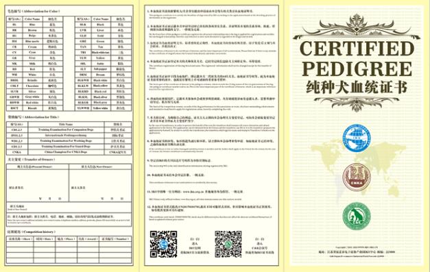 狗狗髋关节发育不良会引起抽搐吗,狗狗腿脚发软突然不会走路