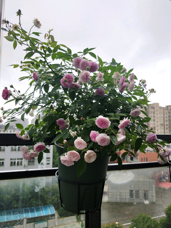 麻吉婶婶，专为阳台而生的盆栽月季，花朵又美又香，花期几乎全年