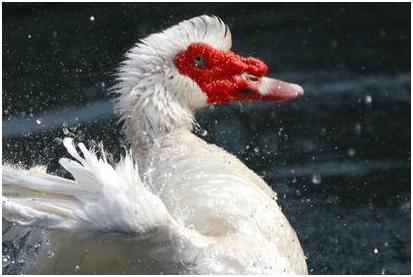 养鸭常见问题,养鸭怎样养才不会得肺炎