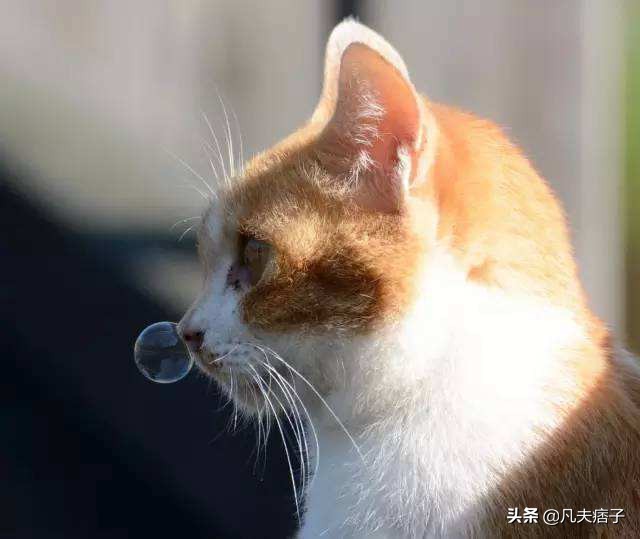 猫打喷嚏怎么回事猫打喷嚏的治疗费用