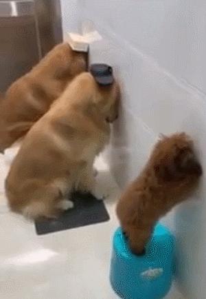 柯基犬咬主人脚,柯基咬黑狗猫猫反击