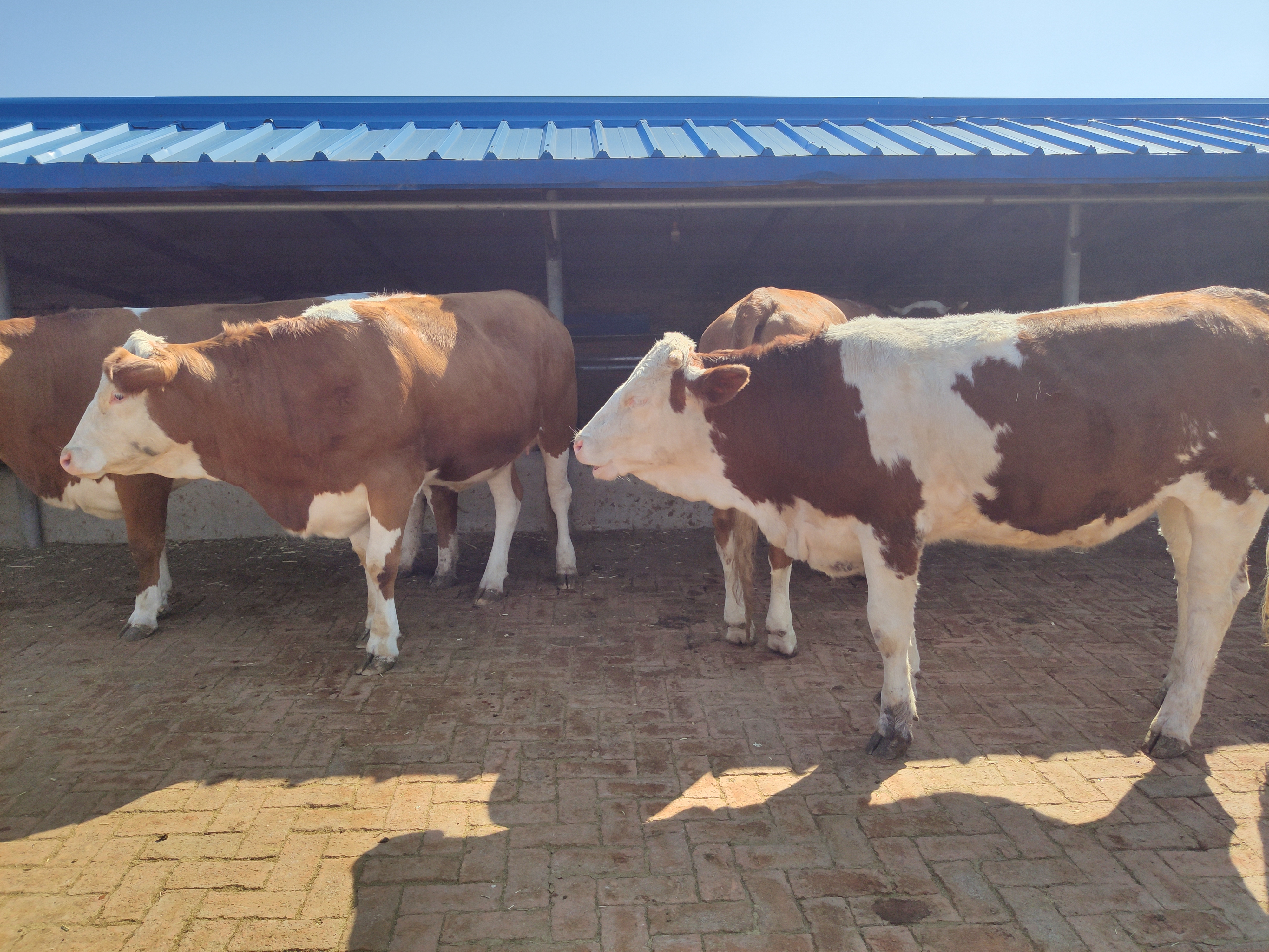 2022年养牛行情走势预测,2022年养牛的行情前景如何