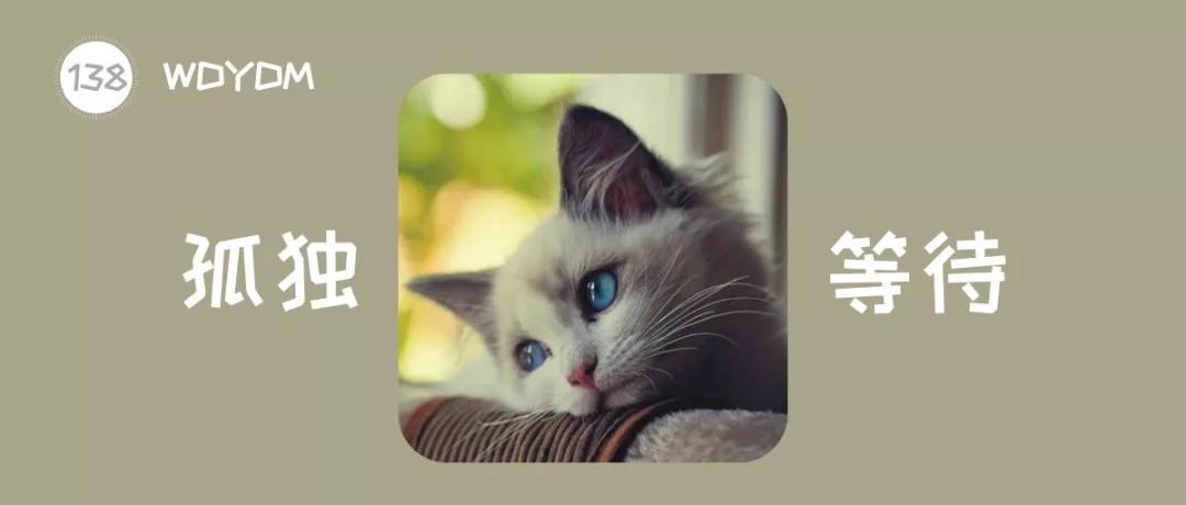 猫咪会舍不得离开主人吗,猫咪长时间离开主人会有什么反应