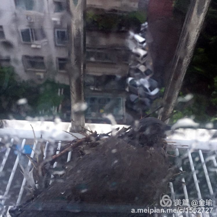 四只小鸟的故事视频,四只白鸟的故事