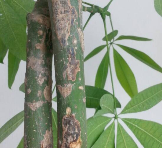 发财树病虫害治疗方法,发财树病虫害防治