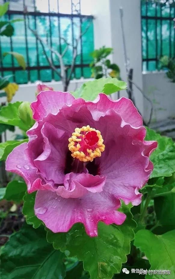 大红花和扶桑木槿有什么区别,木槿花和扶桑花哪个品种好