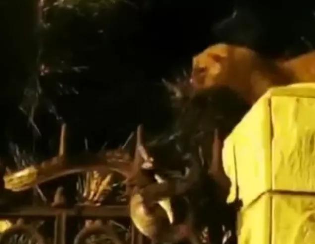 北京的黄鼠狼,北京市区黄鼠狼