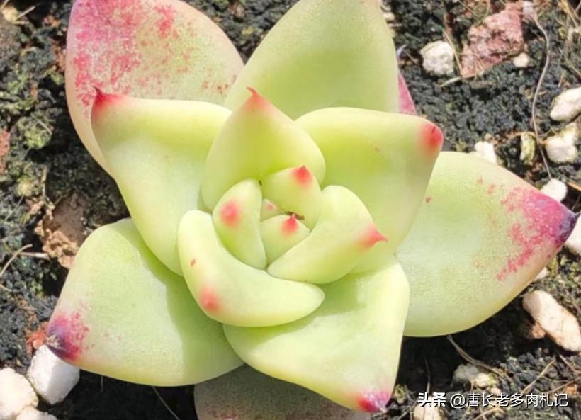 多肉万宝路状态图 (多肉万宝路)