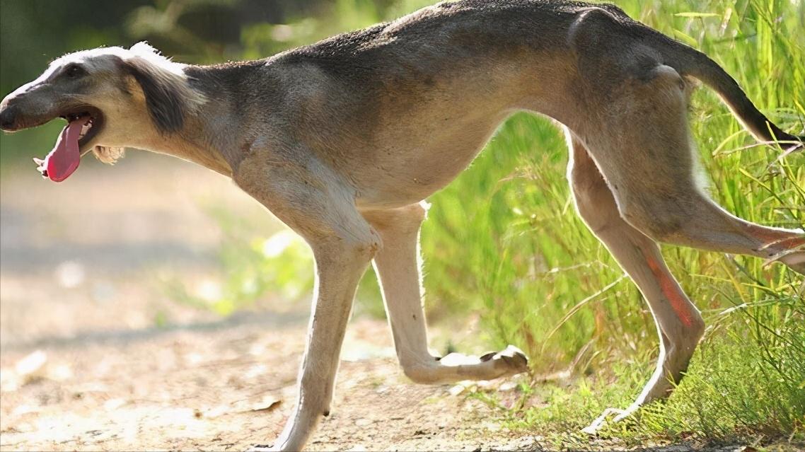 中国细犬为什么禁养,中国细犬在哪里禁养