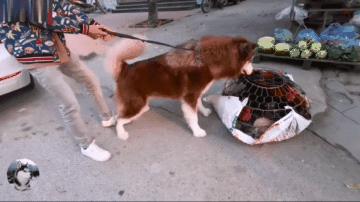 网友带哈士奇回农村老家,网友带萨摩耶到农村