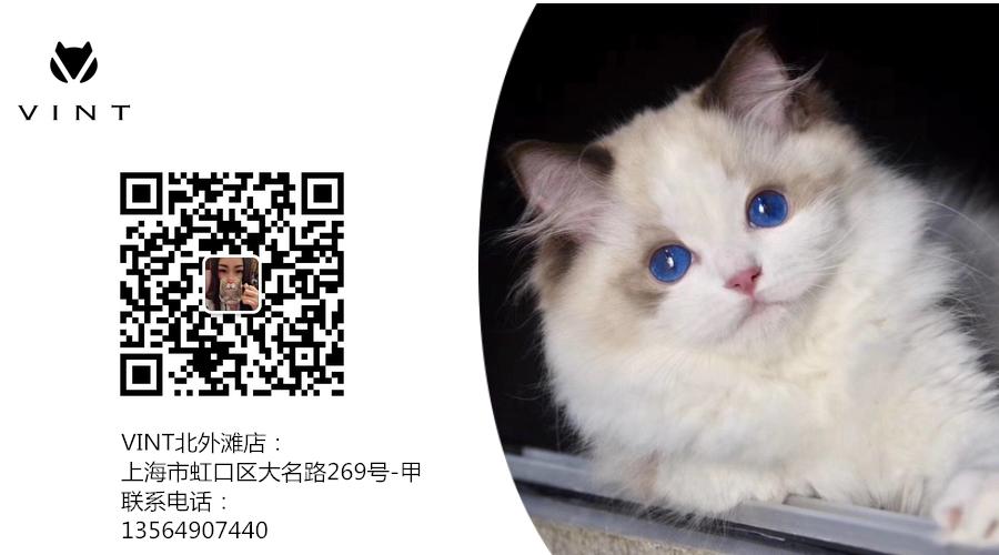 给猫主子梳毛,给猫猫梳毛用什么最好