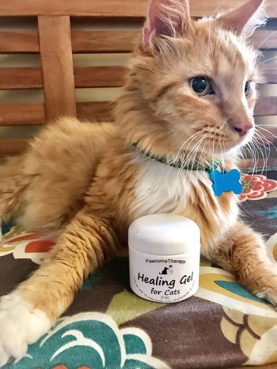 猫咪泪沟和泪痕的区别图,猫咪泪痕涂抹药