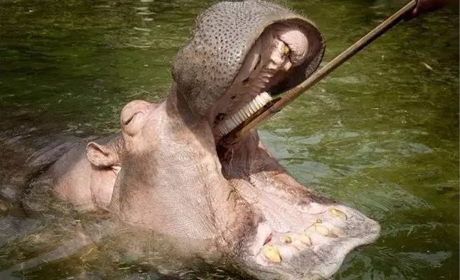 口腔医生教你怎么选牙膏,刷了这么多年牙