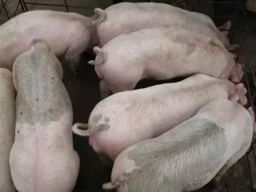 猪无名高热控制方案,猪无名高热怎么办