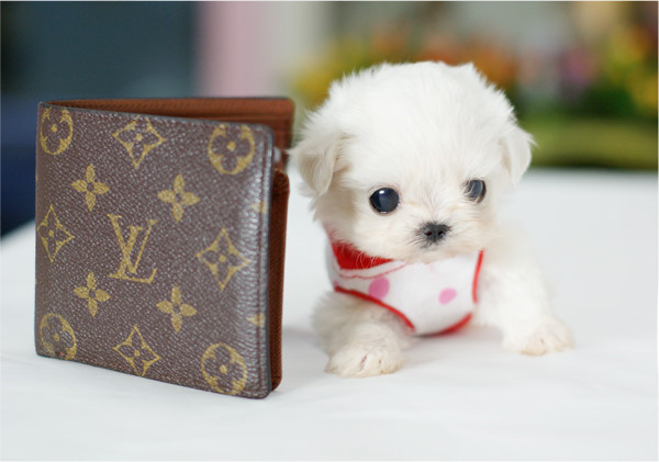 这几种高颜值狗狗你认识哪些,盘点最靠谱的狗狗看看你知道几种