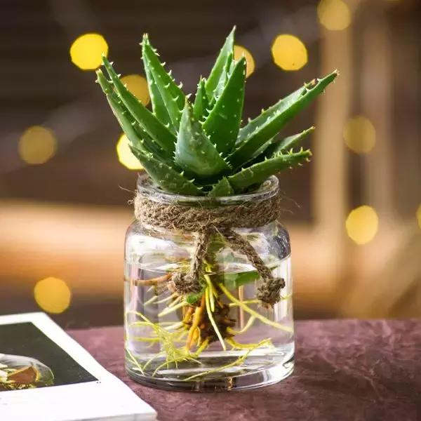 水培绿萝能放桌上吗,桌上水培花草