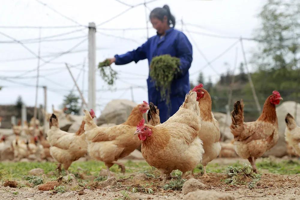 温州永嘉海拔最高的小村落，有座百年农场！很多人没听说过