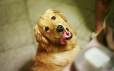 哪些水果不能喂宠物,狗狗不能吃果核