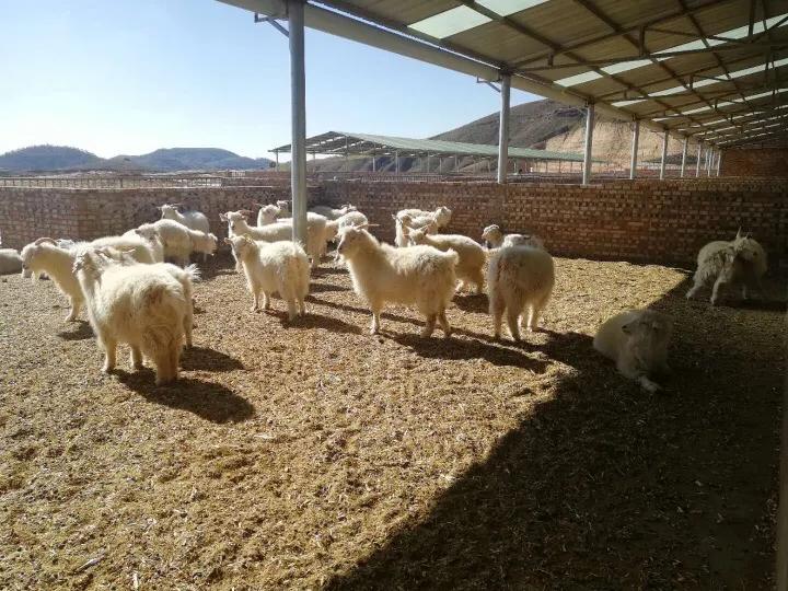 放羊娃到企业家,子洲放羊娃