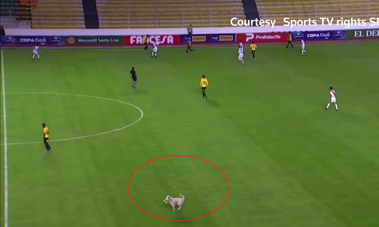 娴佹氮鐙楄鍏ヨ繍鍔ㄤ細,娴佹氮鐙楅棷鍏ヨ冻鐞冨満