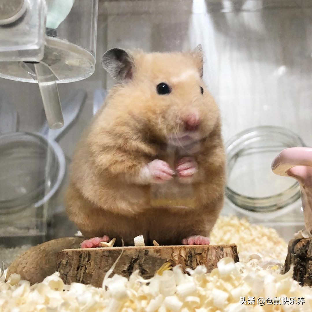 仓鼠怎么养才算肥胖呢,仓鼠怎么养易肥胖呢