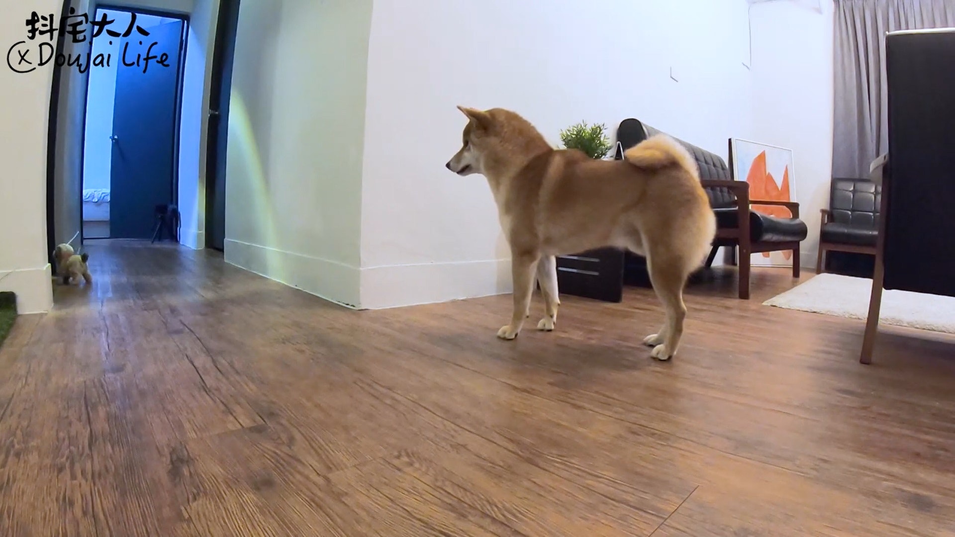 胆小柴犬遇神秘东西秒被吓跑　吓到脸歪、弹起反应笑翻网民