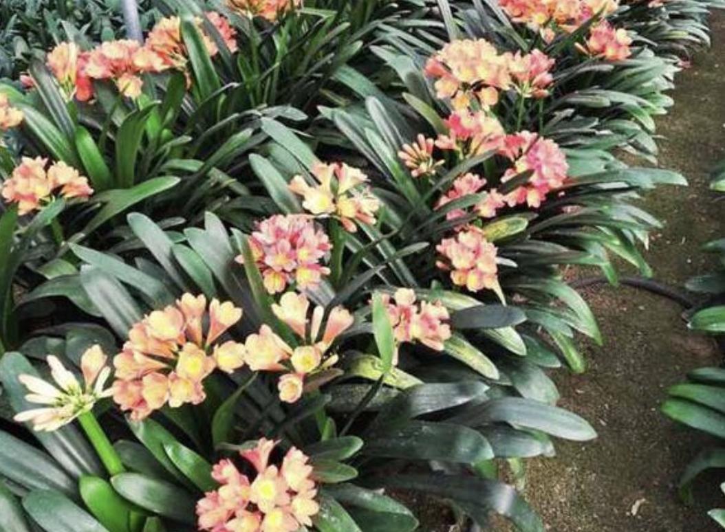 养君子兰叶亮开花多全靠4个诀窍,君子兰花头稀疏