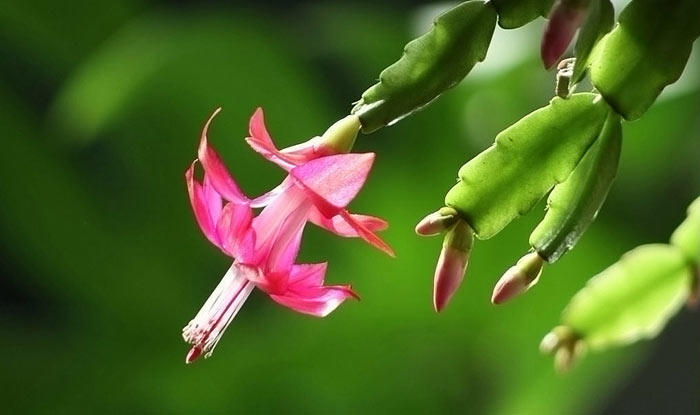 这花一年四季都能开,春节过后这些花很耐养