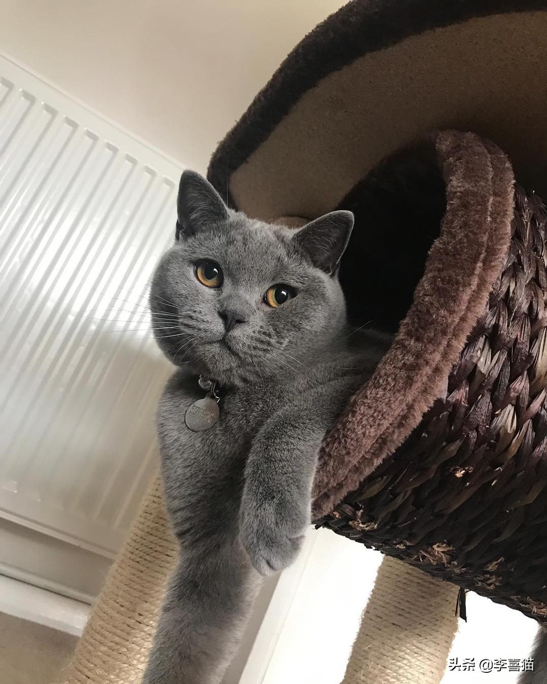 辟谣猫咪谣言,辟谣猫咪并非黑夜都能看得清