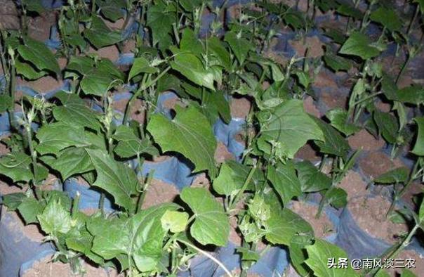 种植一次连年收获的蔬菜,种植什么蔬菜一年收益十万元