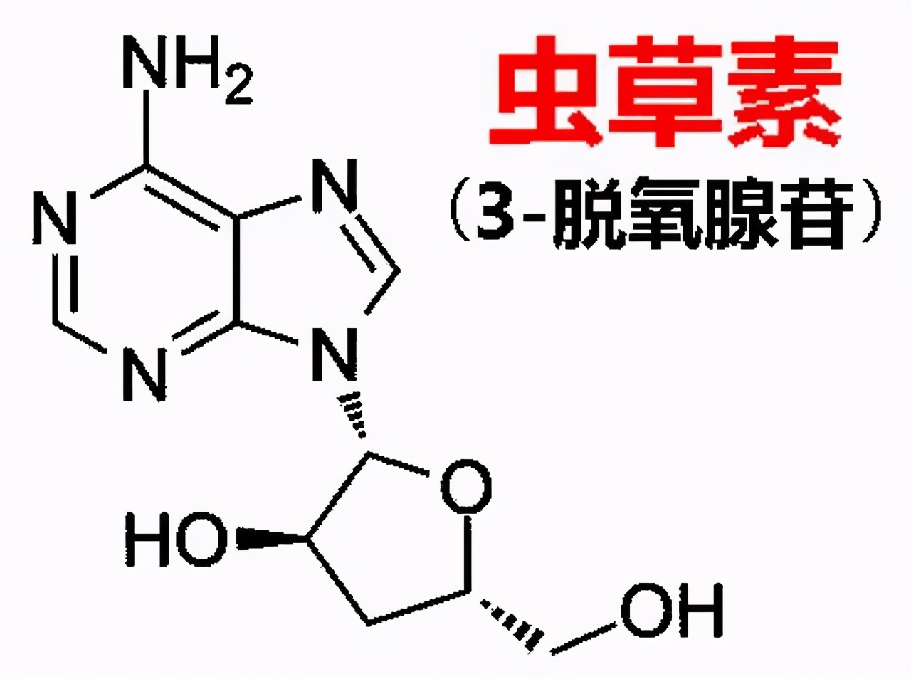 臻选虫草花蛹虫草,蛹虫草和虫草花是一样吗