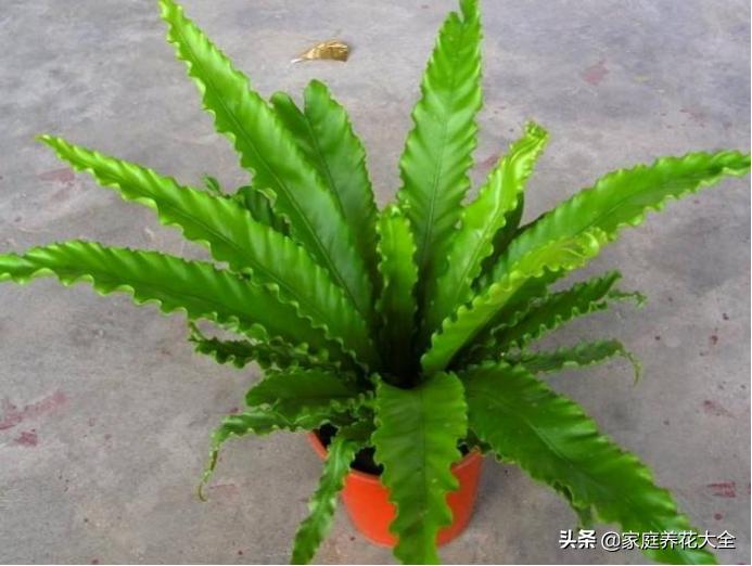 鸟巢蕨叶片水培怎么养护,如何养护鸟巢蕨