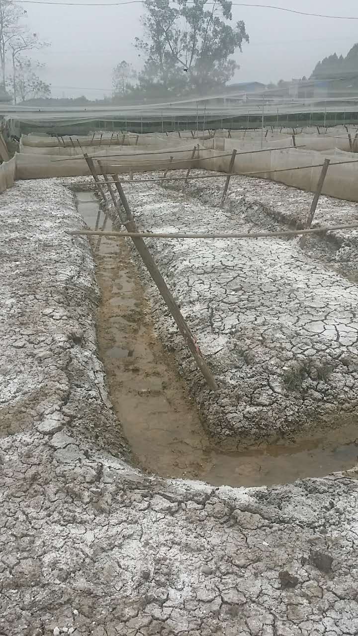 怎么消灭青苔且保障水质量,去除水中青苔的方法是什么