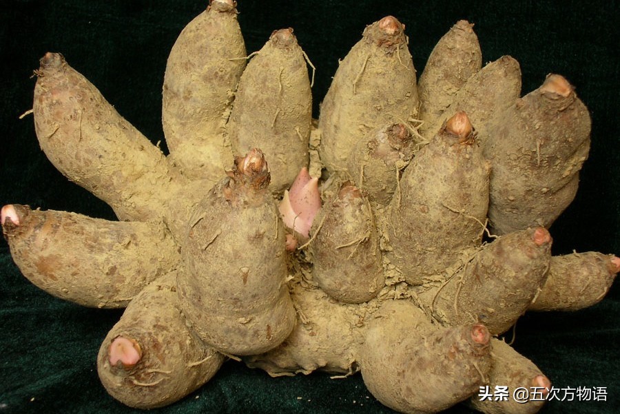 天南星不适合什么人吃,天南星跟南星一样吗有毒吗