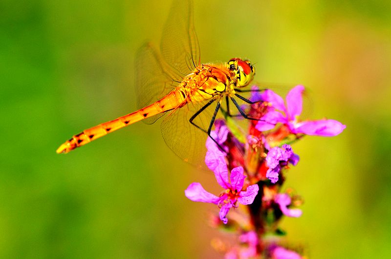 铚昏湏鎭嬭姳鍥剧墖澶у叏,铚昏湏鎭嬭姳鏂囨